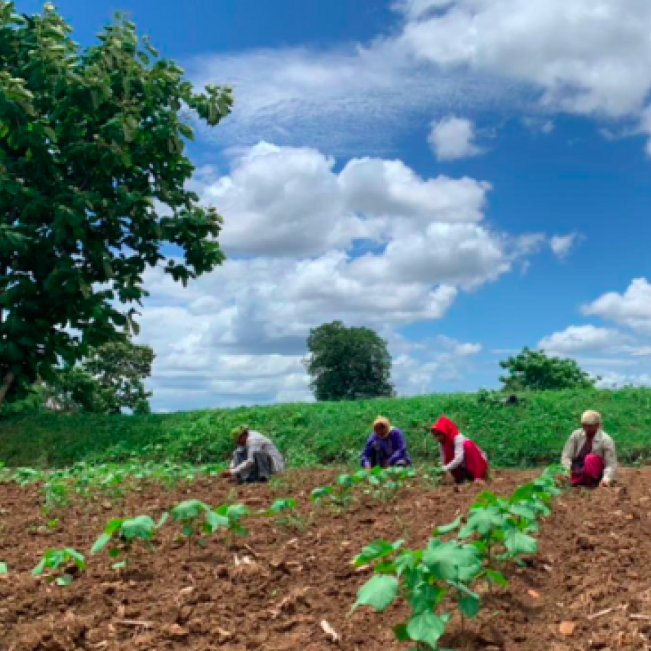 photograph of farmers in rural India.